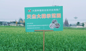 乡合农服土壤改良：给土地“治病”，让丰收“生根”