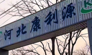 从田间到指尖：河北康利源携鸿福鹿品牌征程直播电商
