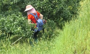 赣南脐橙果园“大扫除”：拉吾尤摩果农巧用杂草变绿肥，养地又养树