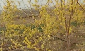西安医专护理团队深耕延安红壤：筹备连翘柴胡口腔护理项目 助农增收+健康赋能双推进