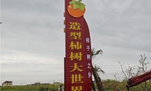 大丰造型柿树大世界：虬龙映柿红，匠心育佳树