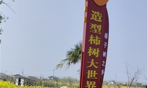 破局谋发展：从“种柿子树”到“塑柿子树品牌”的产业蜕变