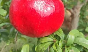 六月红石榴绽放盐城大丰，老周石榴园绘就早熟丰收景