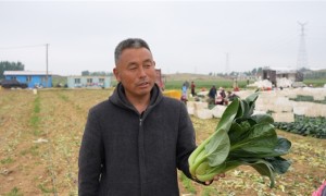 一肥六效，鲁花花生肽肥的化肥替代之路——在田间地头实地探访鲁花花生肽肥六大“超能力”
