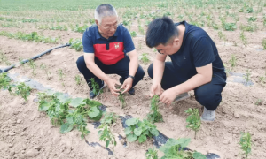 乡合：技术赋能套种难题，精准服务赢得信赖
